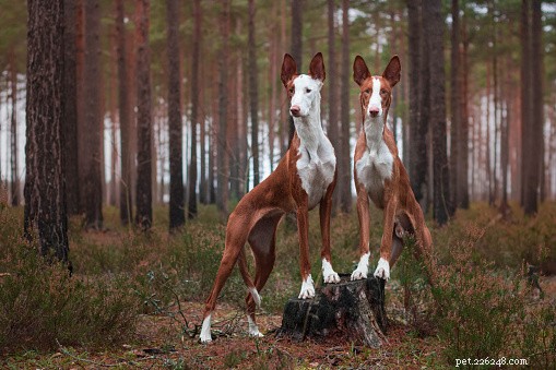 Explore 9 Remarkably Unique Dog Breeds