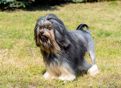 Explore 9 Remarkably Unique Dog Breeds