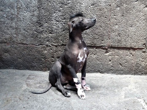 Explore 9 Remarkably Unique Dog Breeds