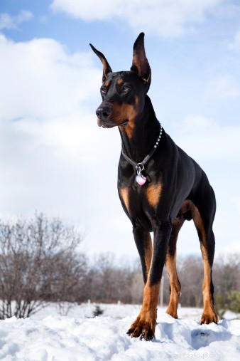 Doberman Pinschers: Loyalty, Intelligence, and Health Insights