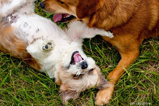 The Ultimate Guide to Mutt Dogs: Traits, Temperament & Why They’re Perfect Companions