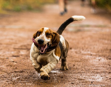 Basset Hound Profile: Key Facts & Traits