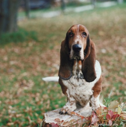Basset Hound Profile: Key Facts & Traits