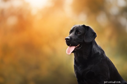 Labrador Retrievers: The Ideal Family Companion & Service Dog