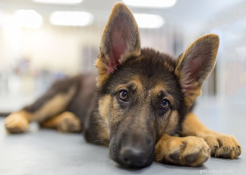 German Shepherd Facts: Intelligence, Loyalty, and Care Tips