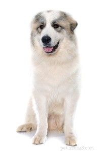 Explore 14 Rare French Dog Breeds to Celebrate Bastille Day