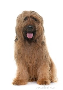 Explore 14 Rare French Dog Breeds to Celebrate Bastille Day
