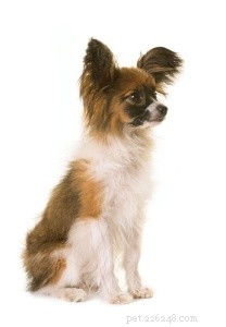 Explore 14 Rare French Dog Breeds to Celebrate Bastille Day