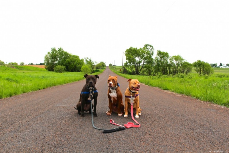 Celebrating Pit Bulls on National Pit Bull Awareness Day: Facts, Support, and Advocacy