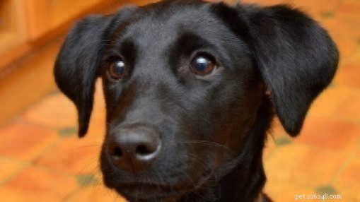 Celebrating Black Dogs: Unveiling Their True Beauty and Debunking Misconceptions