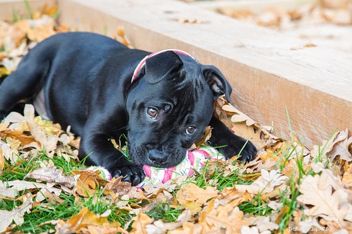 Celebrating Black Dogs: Unveiling Their True Beauty and Debunking Misconceptions