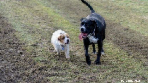 Do Large Dogs Outperform Small Dogs in Intelligence?