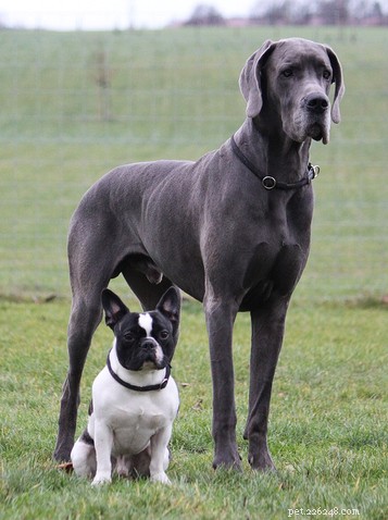 Do Large Dogs Outperform Small Dogs in Intelligence?