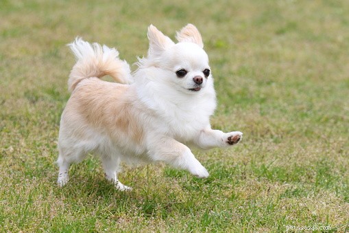 Chihuahua Breed Guide: Personality, History, and Care