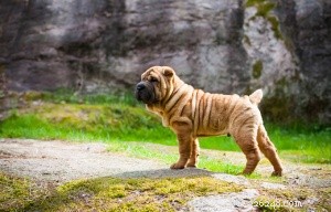 Top 16 Low‑Shedding Dog Breeds for Allergy‑Friendly Homes