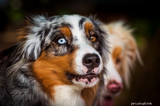 Australian Shepherd Facts: Energy, Health, and Stunning Beauty