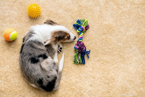 Australian Shepherd Facts: Energy, Health, and Stunning Beauty