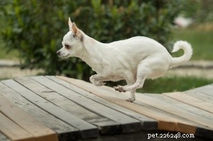 Top 16 Low‑Shedding Dog Breeds for Allergy‑Friendly Homes
