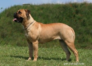 Top 16 Low‑Shedding Dog Breeds for Allergy‑Friendly Homes
