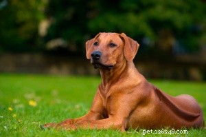 Top 16 Low‑Shedding Dog Breeds for Allergy‑Friendly Homes