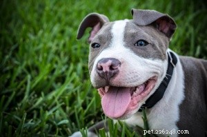 Top 16 Low‑Shedding Dog Breeds for Allergy‑Friendly Homes