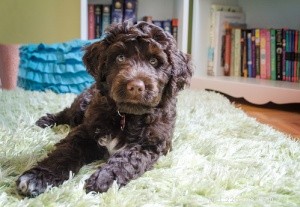 Top 16 Low‑Shedding Dog Breeds for Allergy‑Friendly Homes