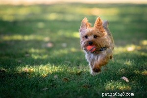 Top 16 Low‑Shedding Dog Breeds for Allergy‑Friendly Homes