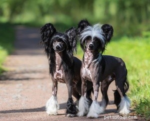 Top 16 Low‑Shedding Dog Breeds for Allergy‑Friendly Homes