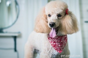 Top 16 Low‑Shedding Dog Breeds for Allergy‑Friendly Homes