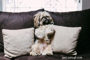 Top 16 Low‑Shedding Dog Breeds for Allergy‑Friendly Homes
