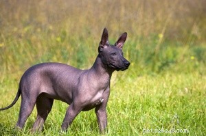 Top 16 Low‑Shedding Dog Breeds for Allergy‑Friendly Homes