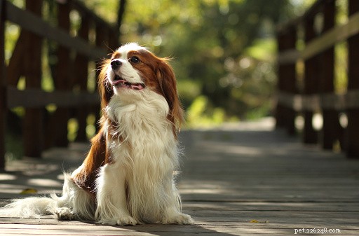 Cavalier King Charles Spaniel: A Complete Guide to Personality, History, and Care