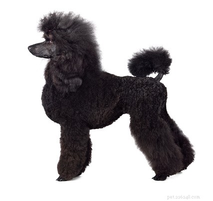 Poodle Grooming: Classic Standard Cut & Breed Insights
