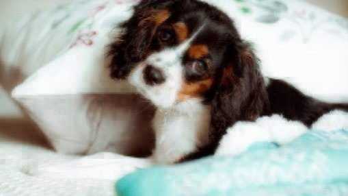 Cavalier King Charles Spaniel: A Complete Guide to Personality, History, and Care