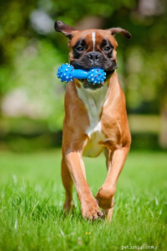 Boxer Dogs: Key Facts, Traits, and Care Guide