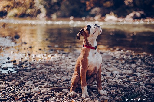 Boxer Dogs: Key Facts, Traits, and Care Guide