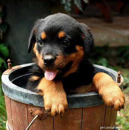 Rottweiler Facts: Loyalty, Strength & History