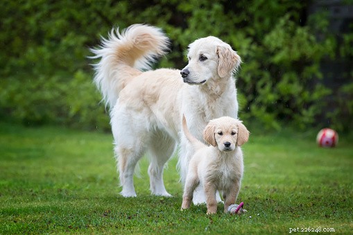 Top Dog Breeds Ideal for Families with Children