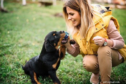 Rottweiler Facts: Loyalty, Strength & History