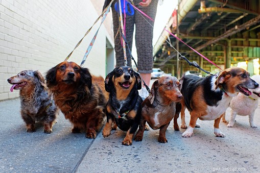Top Dog Breeds Ideal for Families with Children