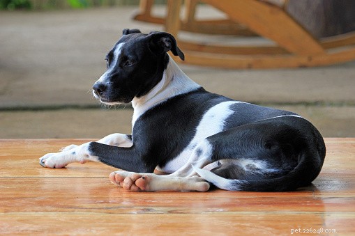 Top Dog Breeds Ideal for Families with Children