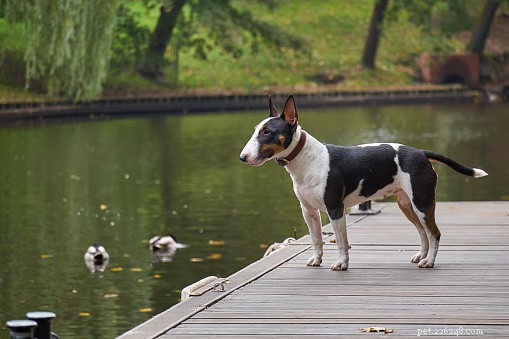 Top Dog Breeds Ideal for Families with Children