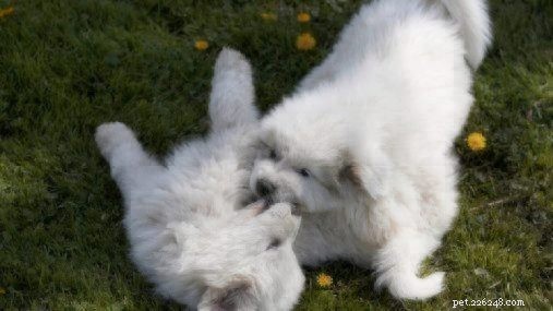 Top Dog Breeds Ideal for Families with Children