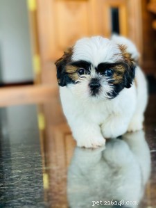 Shih Tzu Breed Guide: Size, Personality & Care Tips