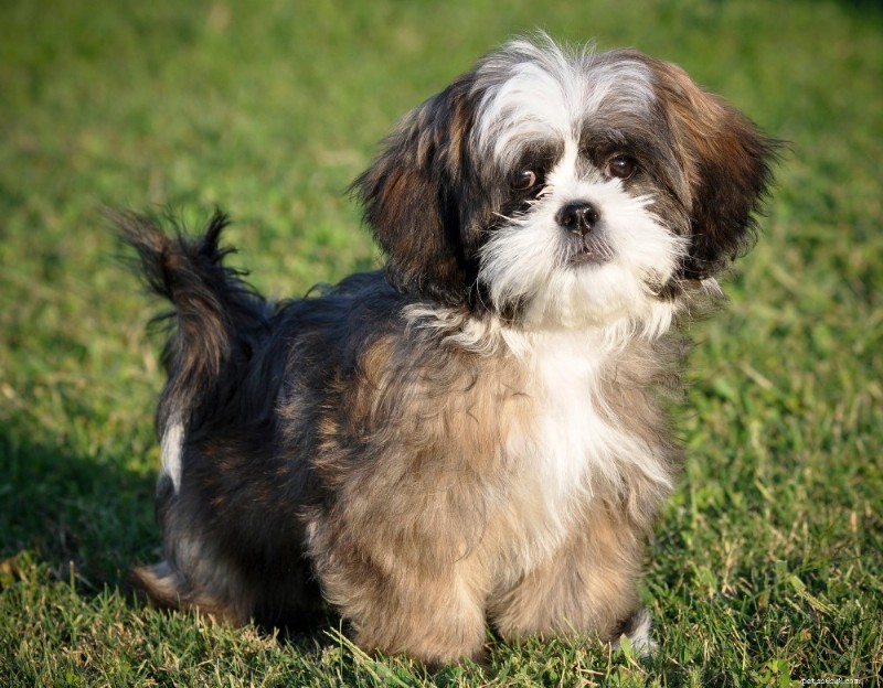 Shih Tzu Breed Guide: Size, Personality & Care Tips