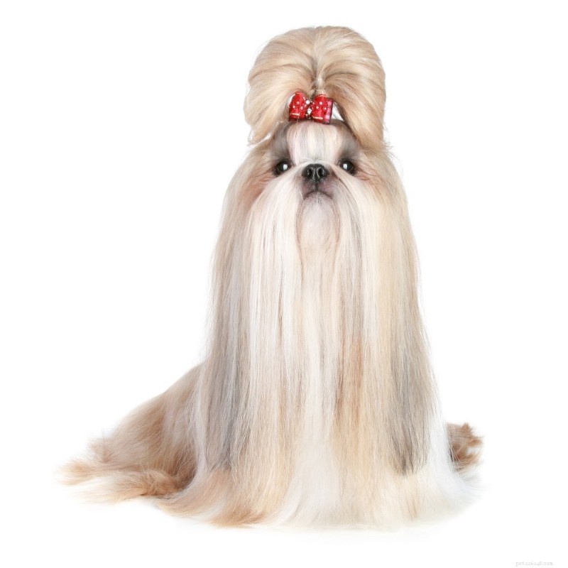 Shih Tzu Breed Guide: Size, Personality & Care Tips