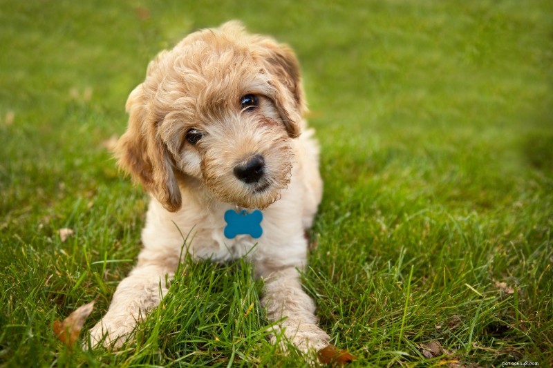 Labradoodles: The Ultimate Breed Guide