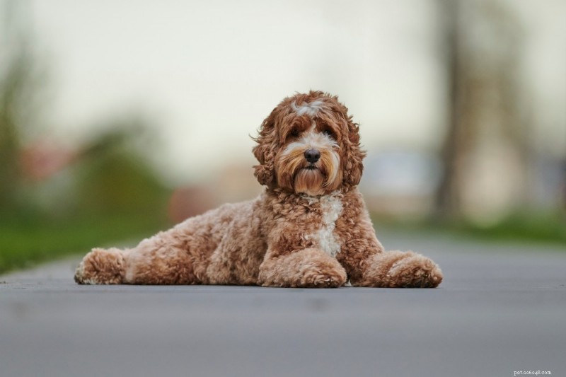 Labradoodles: The Ultimate Breed Guide