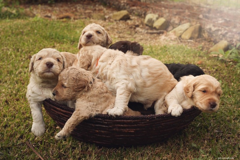 Labradoodles: The Ultimate Breed Guide