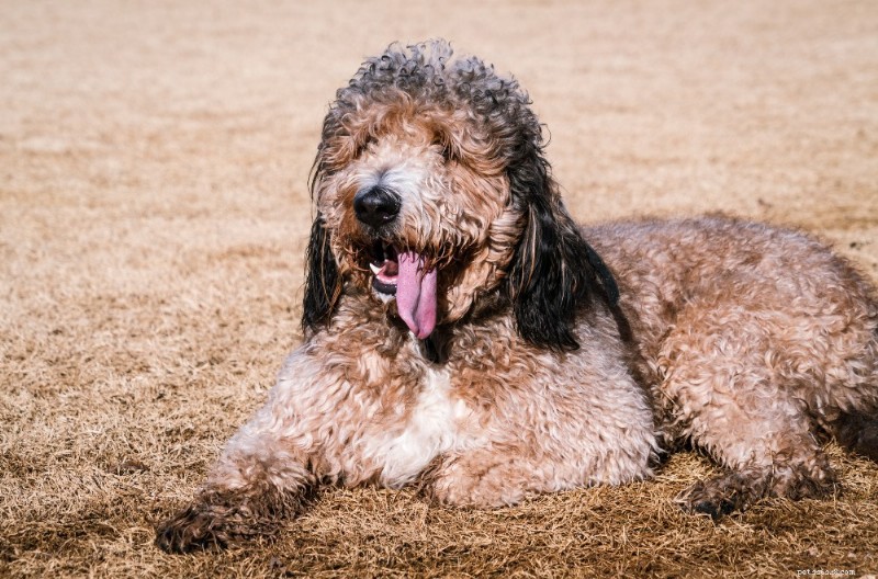 Labradoodles: The Ultimate Breed Guide